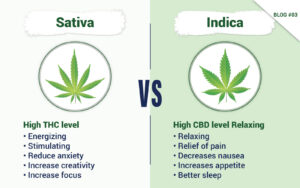 Indica Vs. Sativa Cannabis Flowers Unraveling the Effects, Flavors, and Growing Traits blog 3