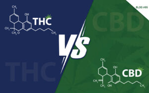 The Power of THC How It Works and What It Does