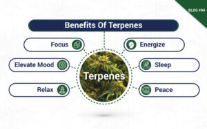 Unlocking the Power of Terpenes Natural Ways to Improve the Effects of Cannabis blog 4