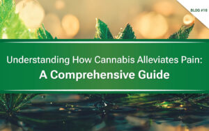 Understanding How Cannabis Alleviates Pain A Comprehensive Guide